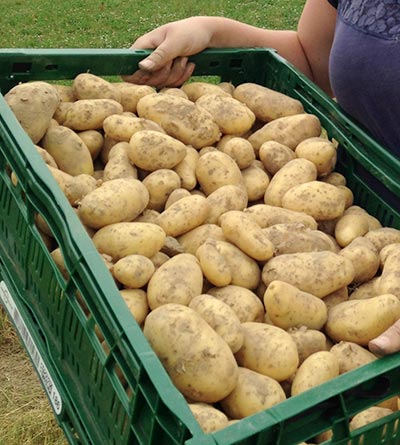 Bio-Kartoffeln vom Hof