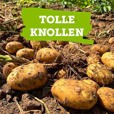 Bio-Kartoffeln einkaufen