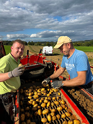 Bio-Kartoffeln vom Hof: Foto zweier Mitarbeiter bei der Sortierung unsrer frisch geernteten Bio-Kartoffeln auf dem Kartoffelernter