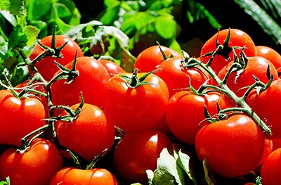 Bio-Tomaten im Angebot