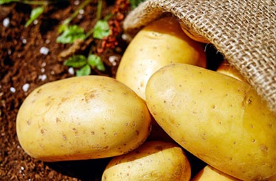 Bio-Kartoffeln vom Hof