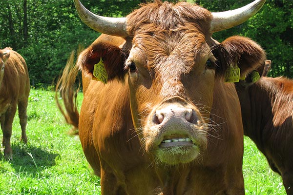 Limousin-Rinderzucht