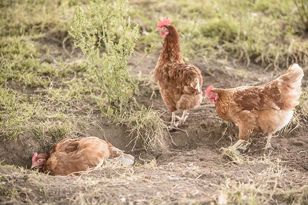Staubbad Bio-Hühner
