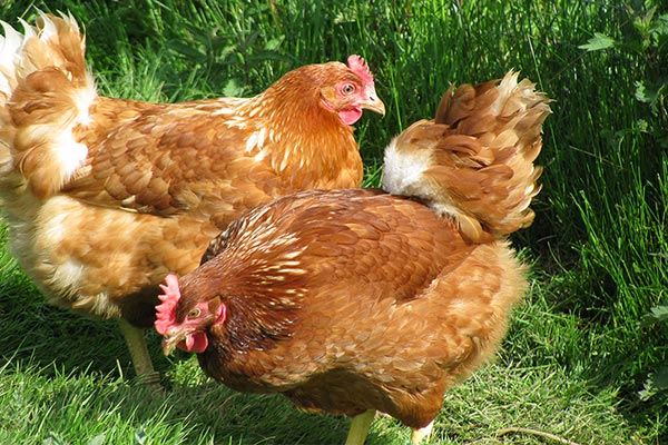 Freiland Hühnerhaltung